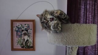 Leia First Time Playing with Cat Dancer Toy