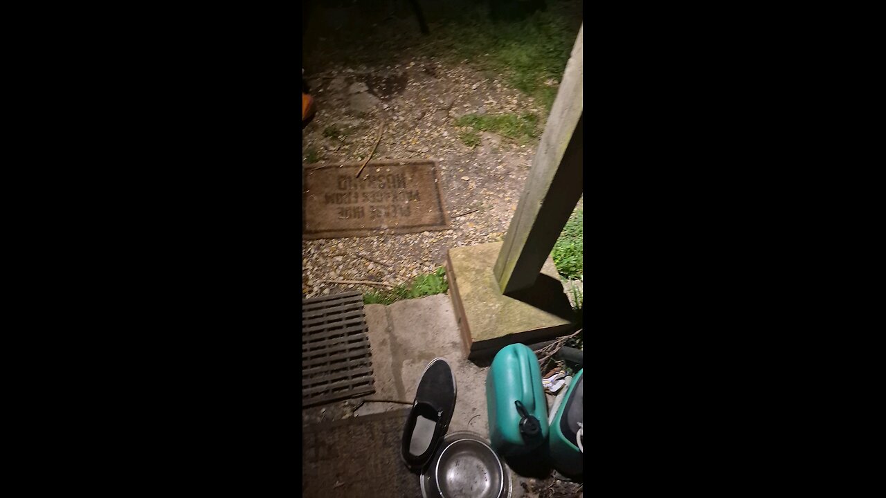 a wild baby fox came right up to me