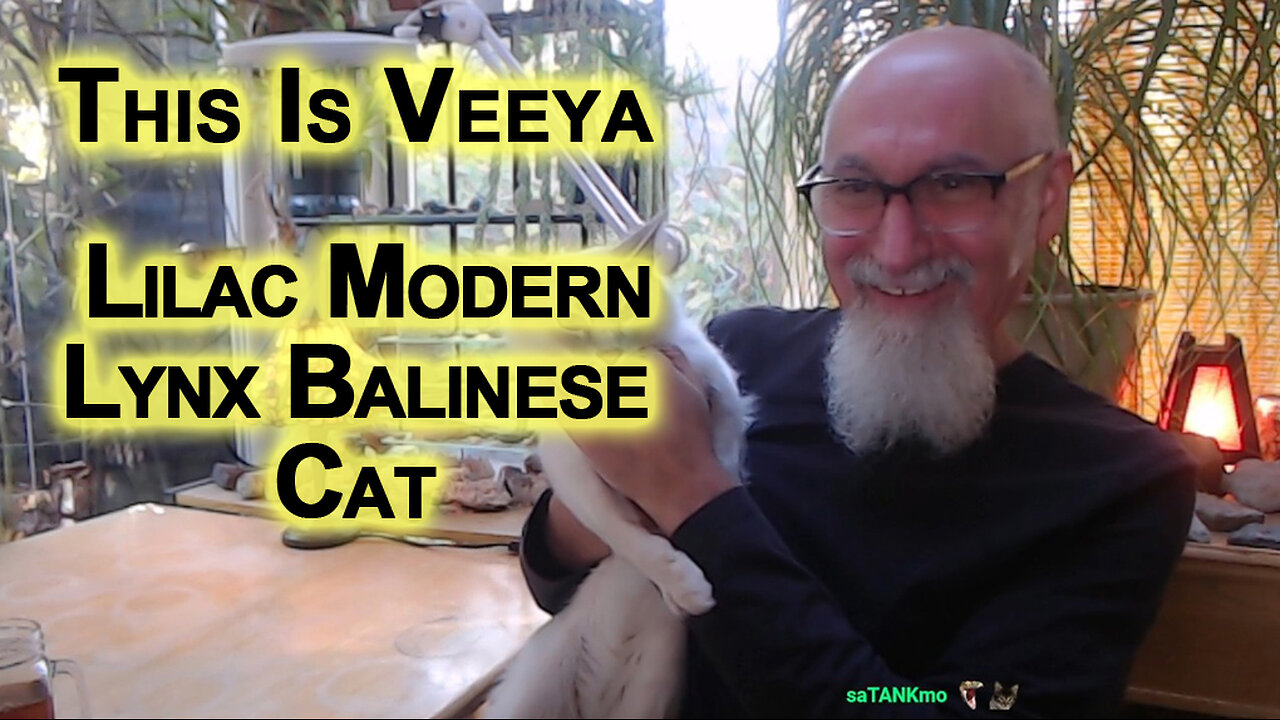 This Is Veeya, He’s a Whiny Little Kitty Cat: Squish To Meow (Lilac Modern Lynx Balinese)