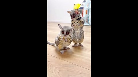 Funny pets!
