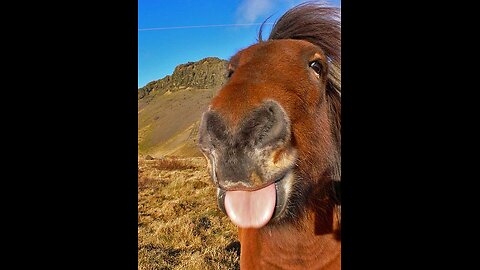 Horse Compilation