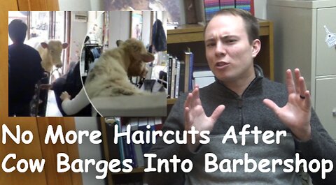 No more haircuts after cow barges into barbershop