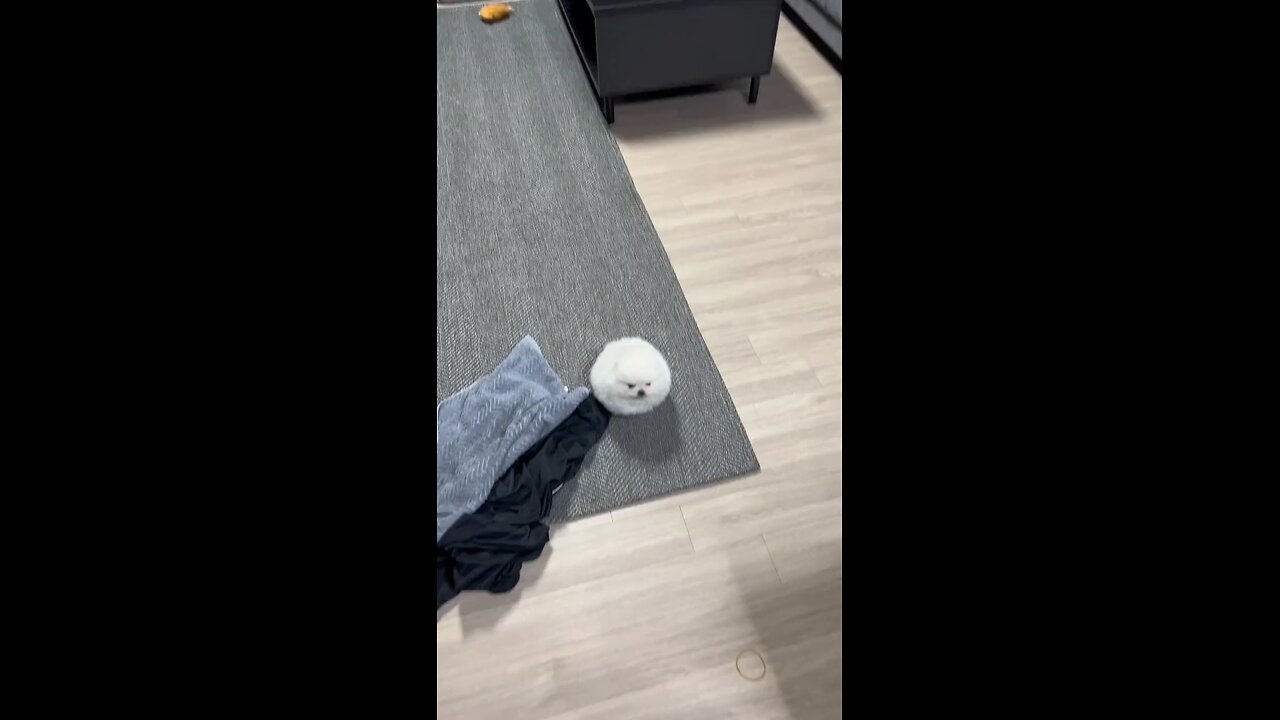 My White City pie Doggy