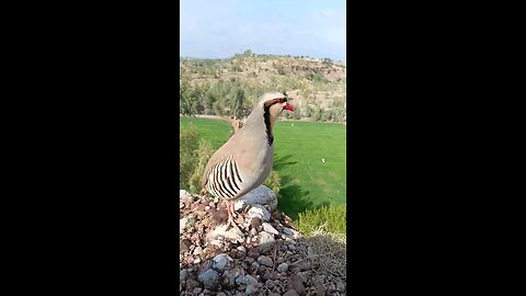 Chakor
