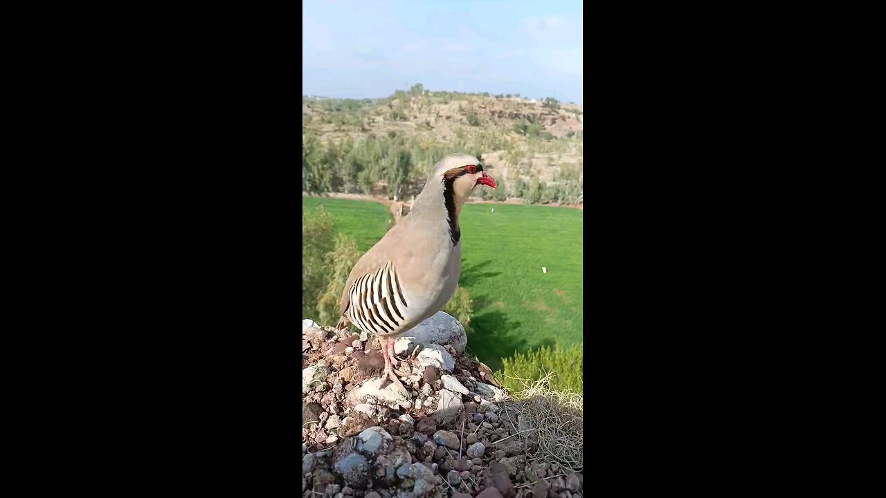 Chakor