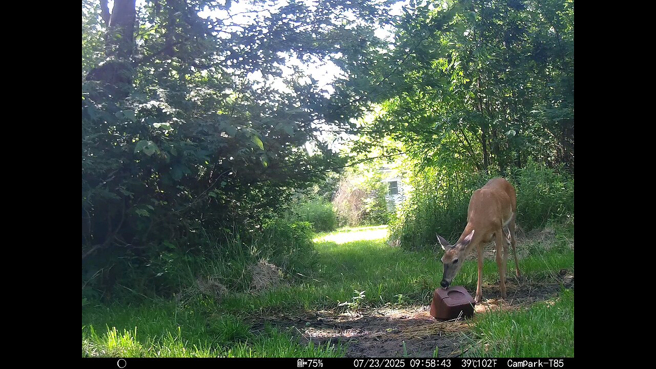 Deer Cam 07-23-2025 Game Cam Trail Cam