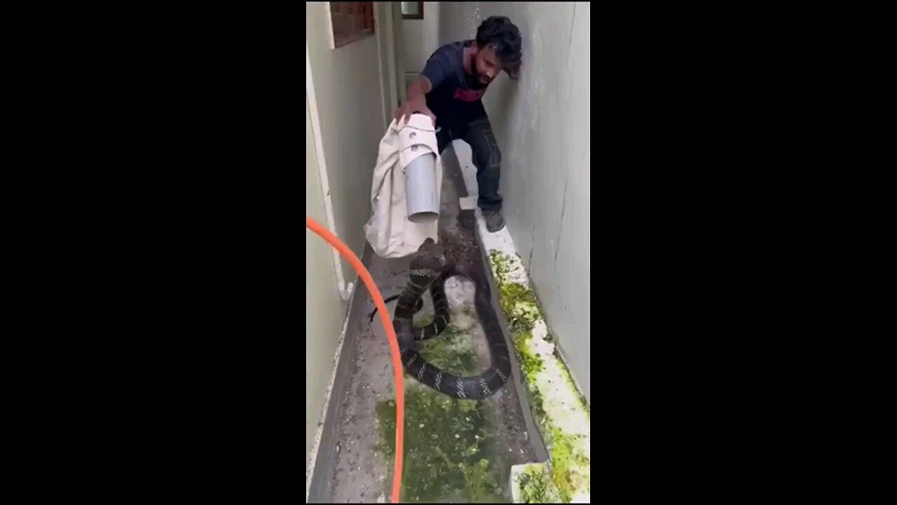KING COBRA
