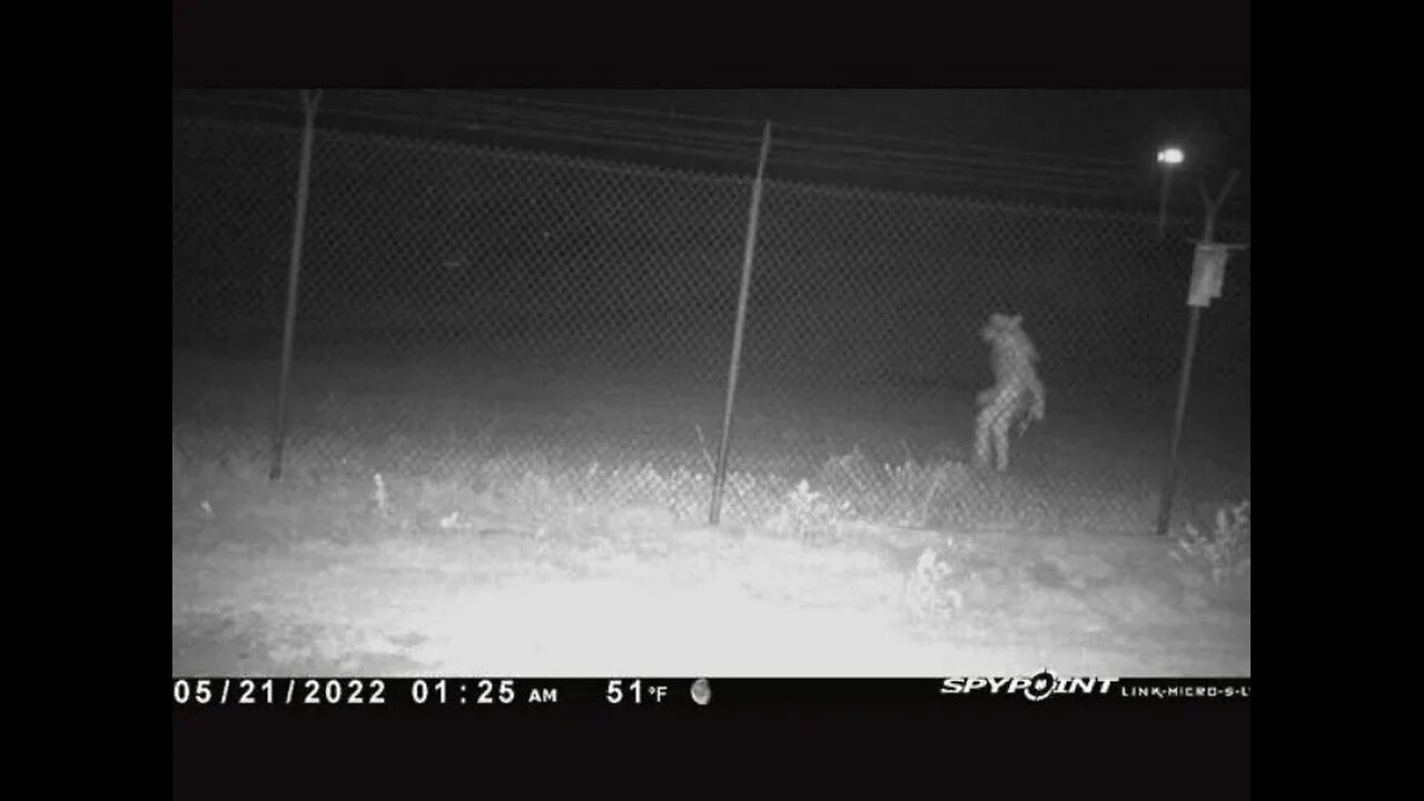 Amarillo Creature