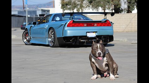 ACURA NSX Jdm pitbull dog Mr24hrs dogs vtec