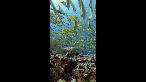 amazing nature underwater