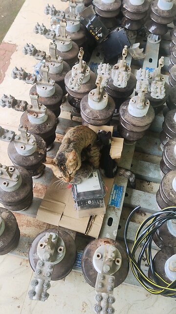 Poor Cats 😞 Living In Such Conditions In Goa Feels Bad 😞 For Them