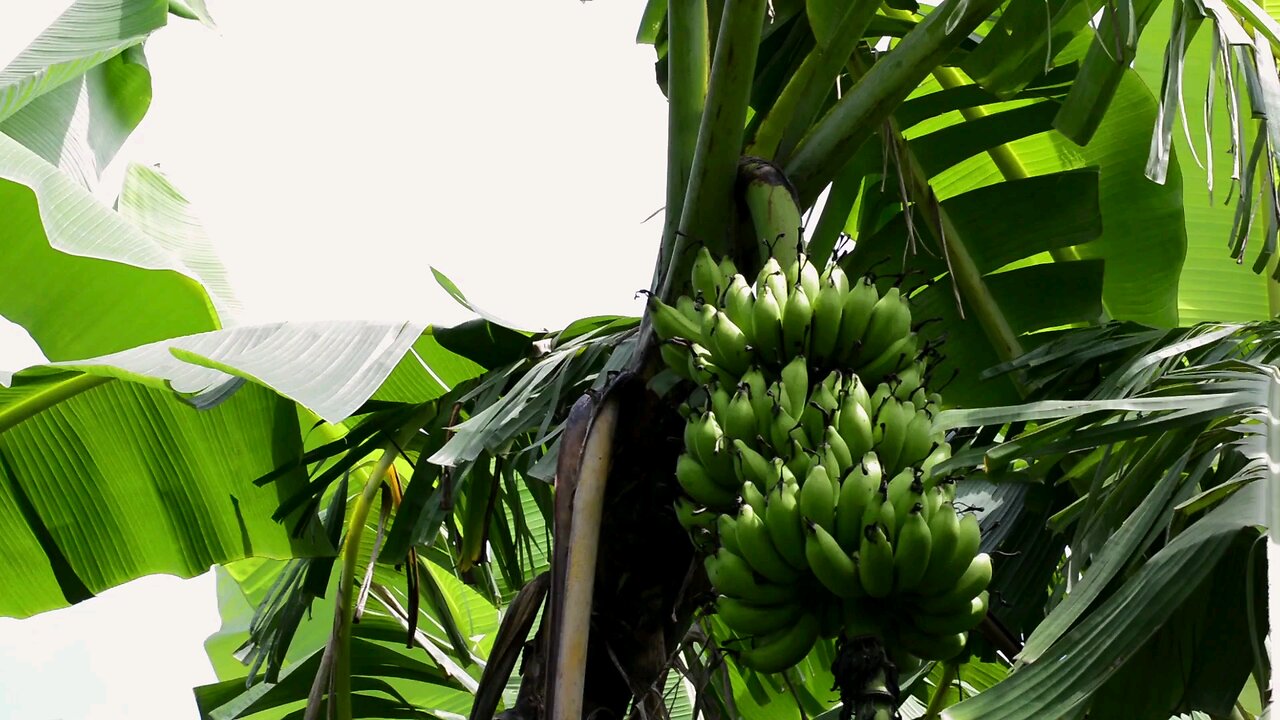 Banana tree