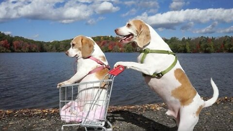 Dogs' Epic Shopping Cart Voyage: Funny Dogs Lux & Maggie