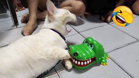 Viral Try Not To Laugh Cats And Dogs Videos 😁 - BEST Funny Animal Videos 2025