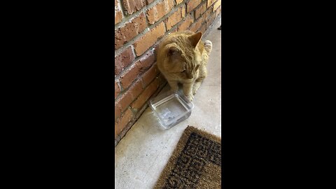 Screaming cat.