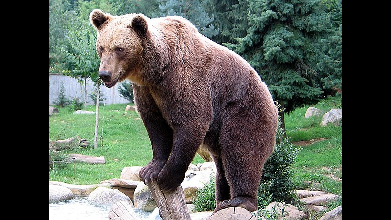 black bear