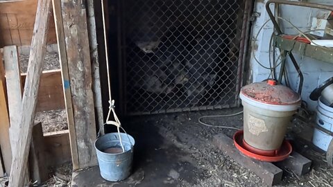 The PIGGY DOOR Gets A PULLEY! // Whitt Acres