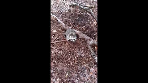 raccoon in a fisher set