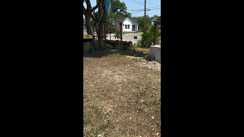 1st flight 7 week old duckies