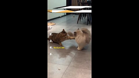 Top 5 Funniest Cat Moments WWE Moves 😂🐱💪