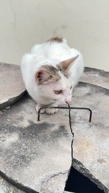 This Cat’s Eyes Will Break Your Heart 💔