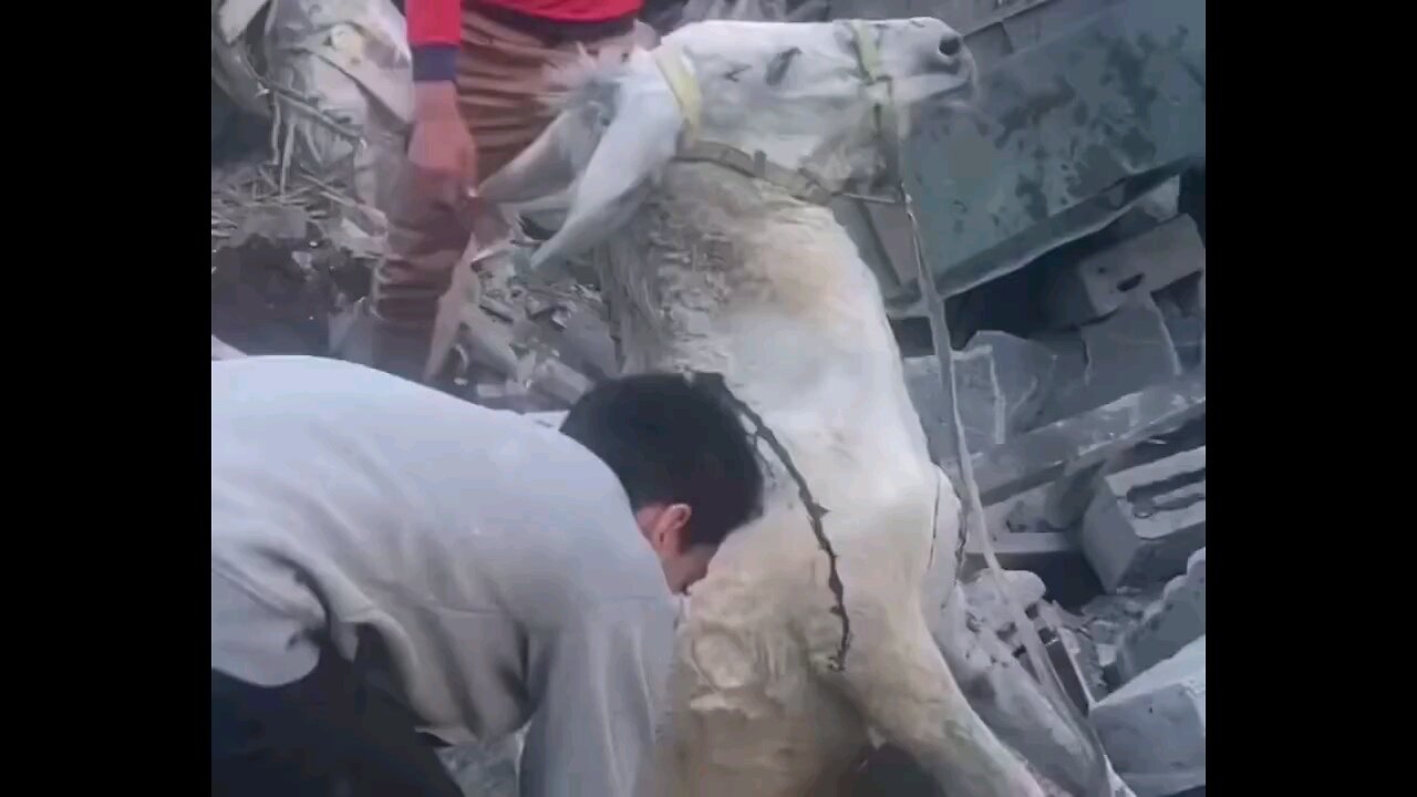 Heartbreaking Scene: