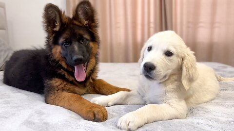 German Shepherd Puppy and Golden Retriever Puppy are Playing