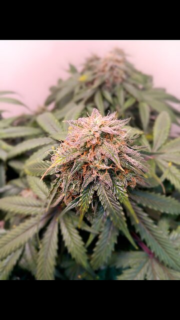 Mimosa cake week 12 day 3