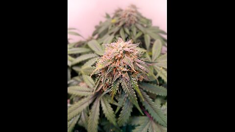 Mimosa cake week 12 day 3