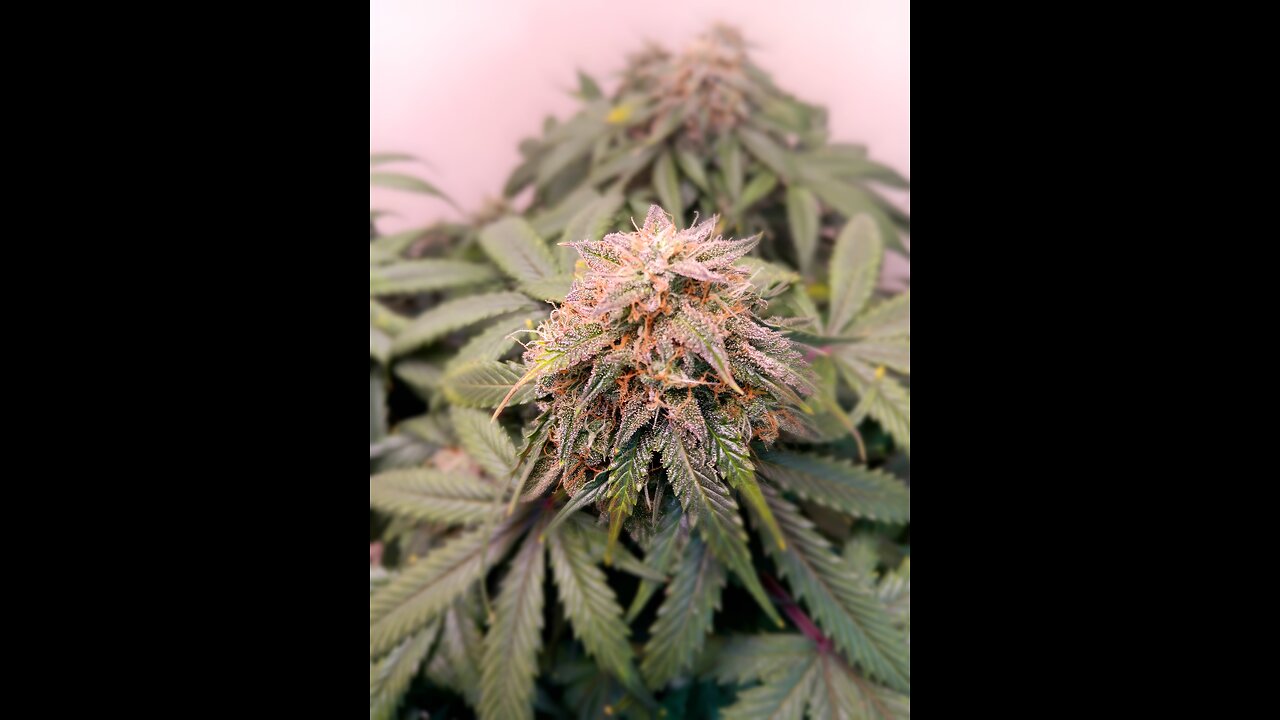 Mimosa cake week 12 day 3