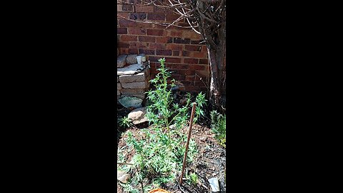 my marijuana garden 🪏