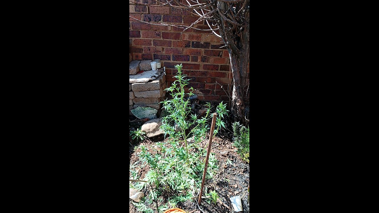 my marijuana garden 🪏