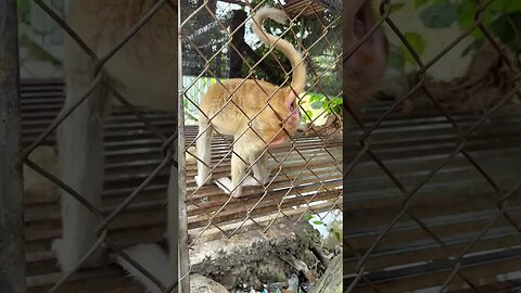 Caring for an Abandoned Monkey, the Mysterious Behaviors of Monkeys #17