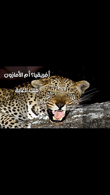 الأمازون أم أفريقيا: من هو ملك الغابة؟