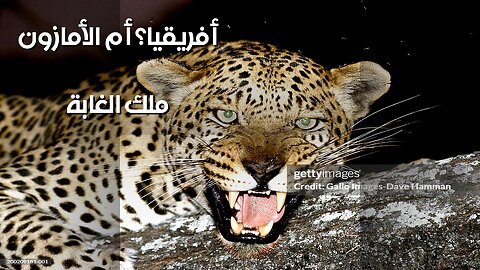 الأمازون أم أفريقيا: من هو ملك الغابة؟