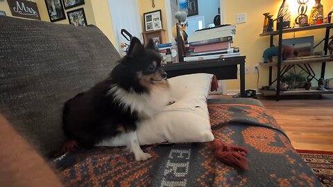 Introducing our new Pomeranian.