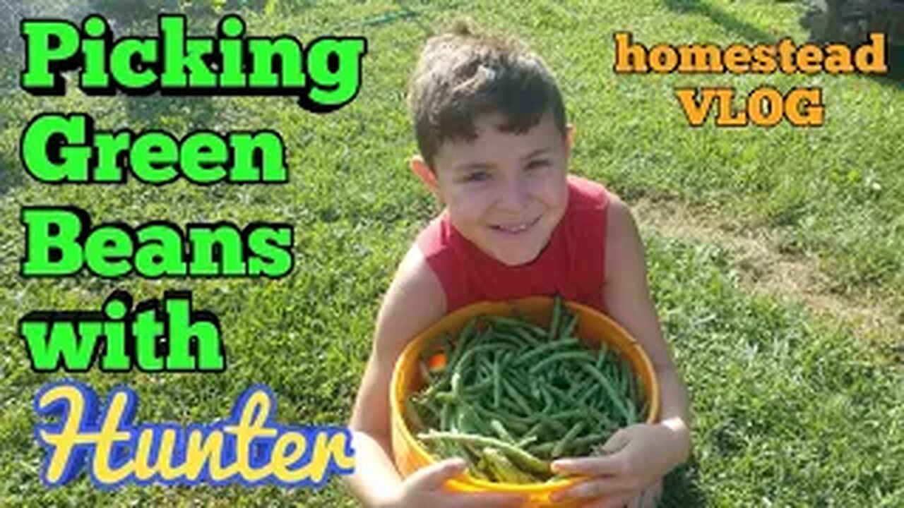 Picking Green Beans with Hunter - Homestead vlog