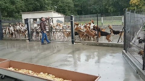 the place for keeping dogs
