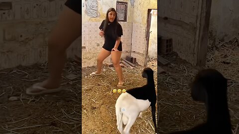 Funny Animals #funnyanimals #animals #pets #shorts