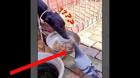 Funny Dog And Cat Videos 😂TikTok Reel