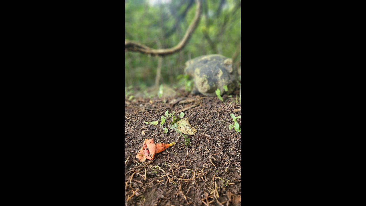 I fell from the sky