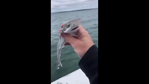Majestic Growth Of Animal