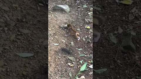 Baby monkey panic when losing mother