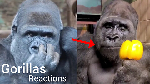Funny gorillas funny reactions 😂