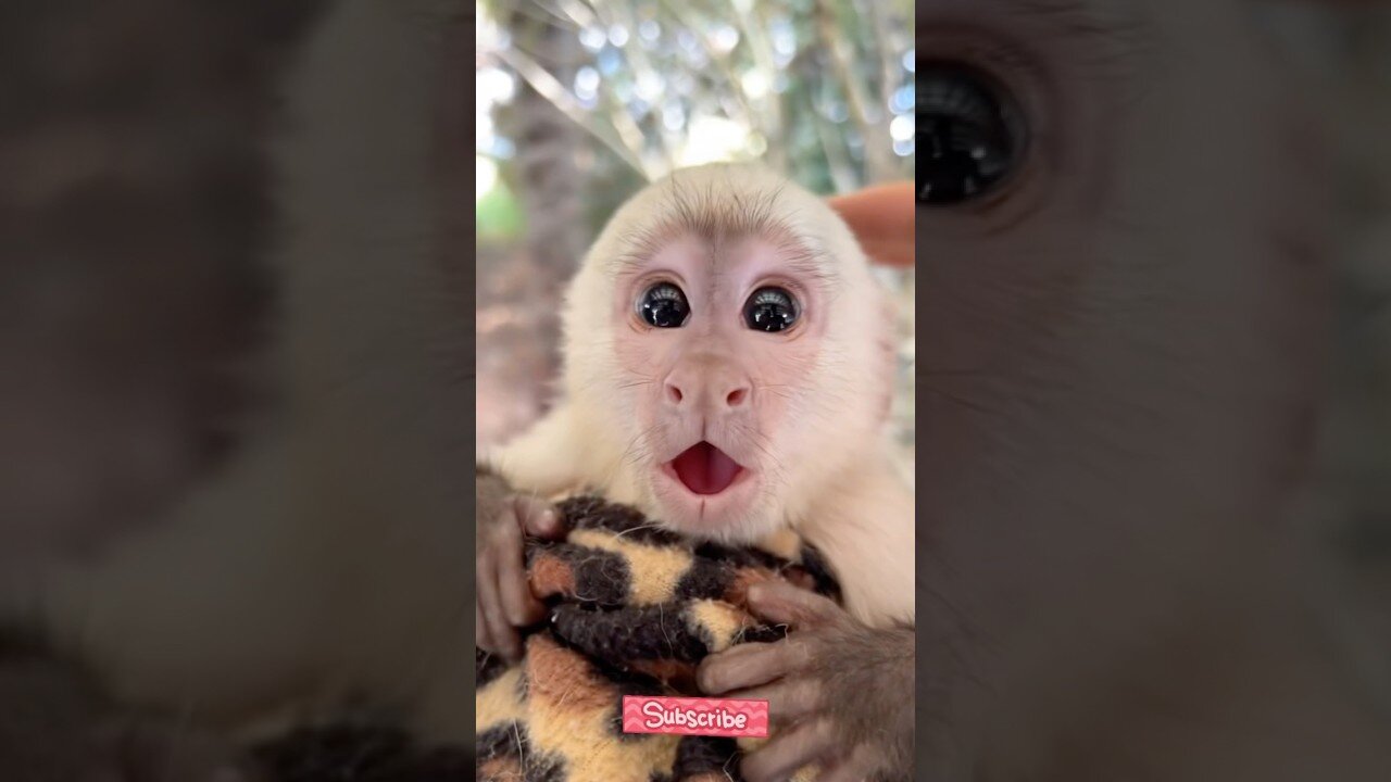 They Thought It Was a Baby, But It Was a Grandpa Monkey!