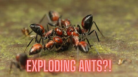 These Ants EXPLODE Themselves To Save Their Colony (Ultimate Sacrifice) | AMZG Animals