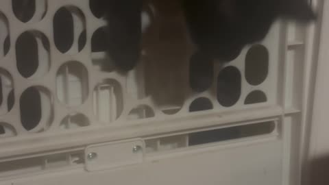 I can entertain myself