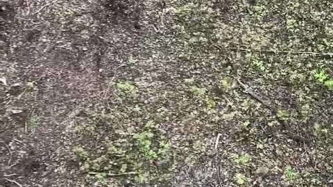 Wait for it…I guess bear spray does work 👀