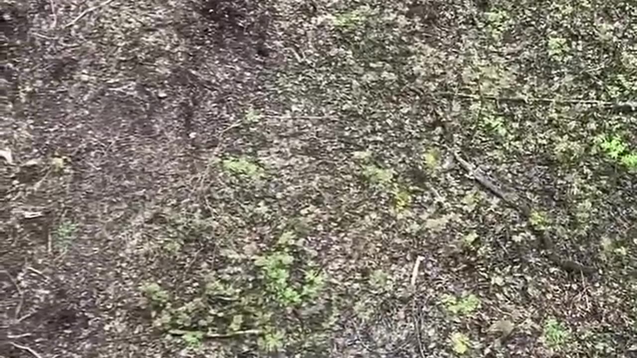 Wait for it…I guess bear spray does work 👀