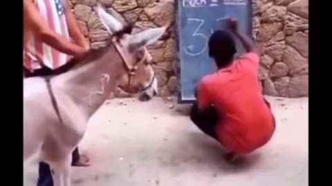 This donkey can shop without any doubt